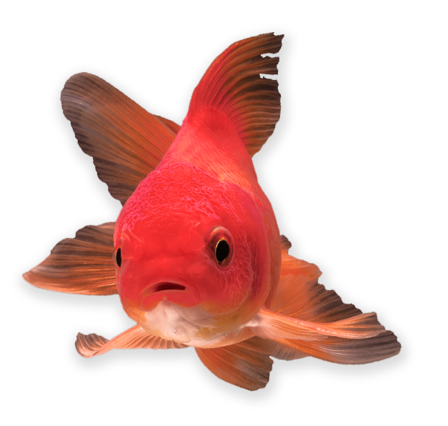 About Brisbane Goldfish