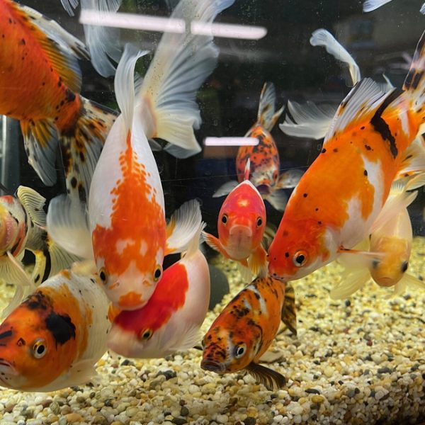 7cm-12cm Assorted Shubunkin x 10