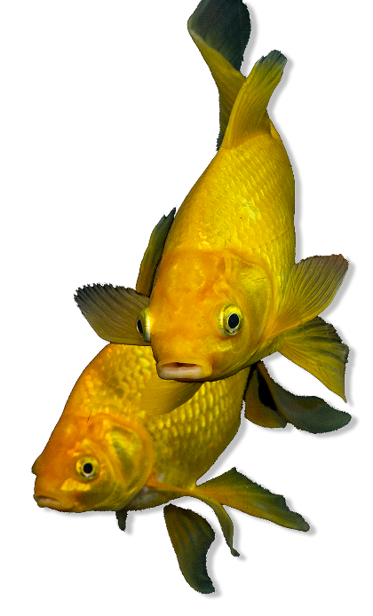 Gold Fish
