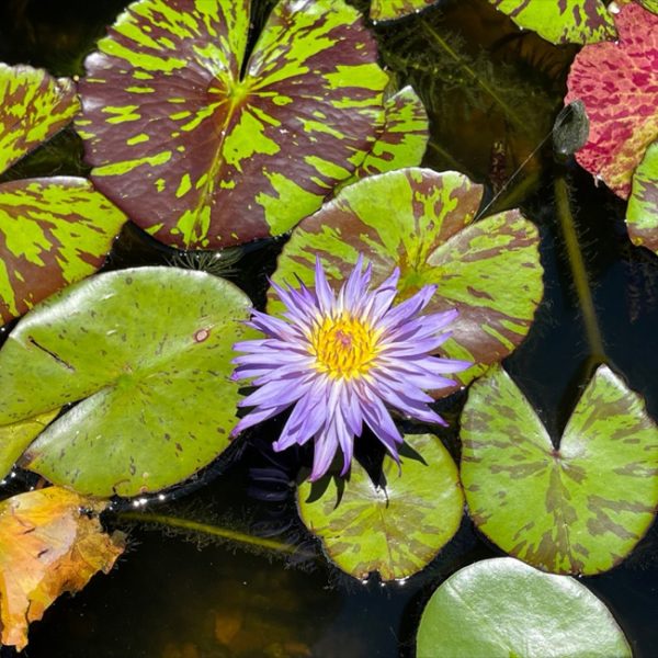 Blue Purple MacGregor Hybrid