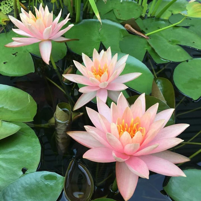 Colorado Lily Image