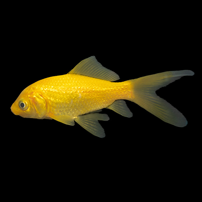 15cm-20cm Lemon Comet Image