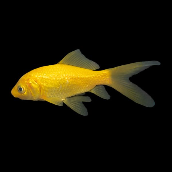 12cm-15cm Lemon Comet