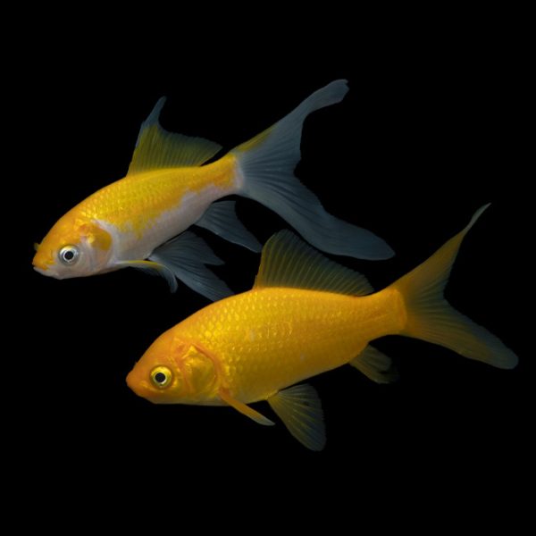 20cm-25cm Lemon Comet