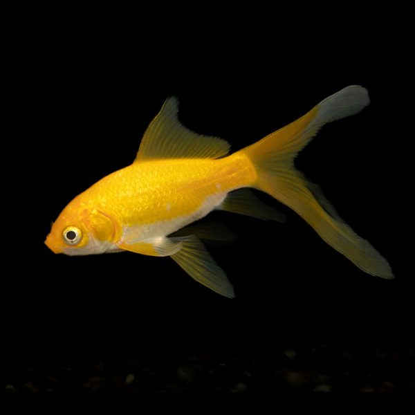5cm-7cm Lemon Comet