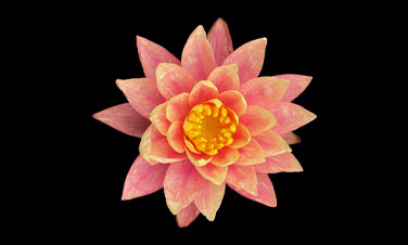 Water lilies