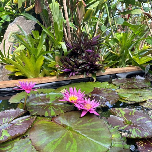 Pink Magenta MacGregor Hybrid