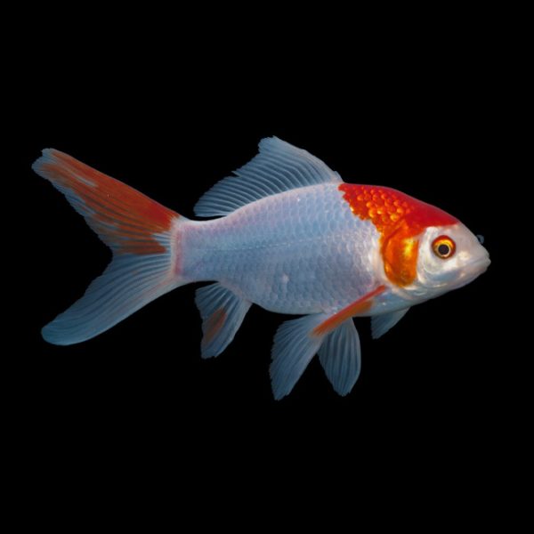 12cm-15cm Red & White Sarasa Comet