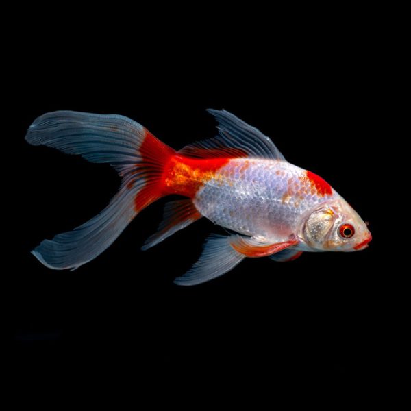 5cm-7cm Red & White Sarasa Comet