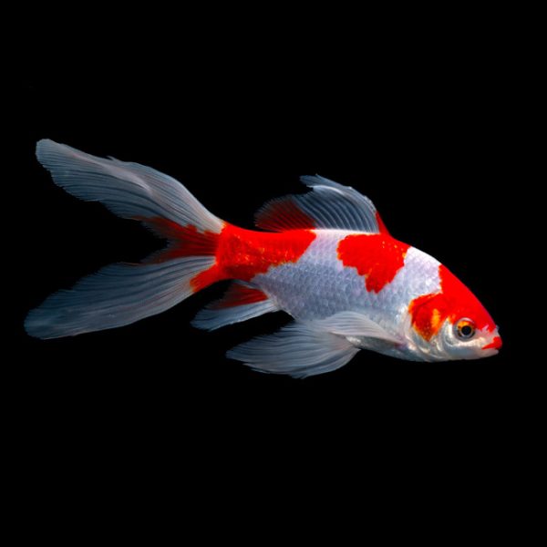 7cm-12cm Red & White Sarasa Comet