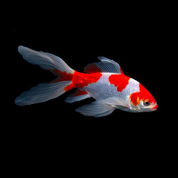 20cm-25cm Red & White Sarasa Comet