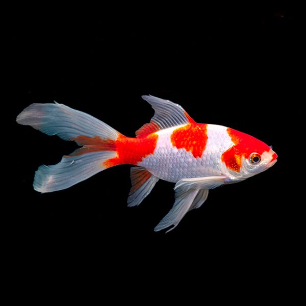 15cm-20cm Red & White Sarasa Comet