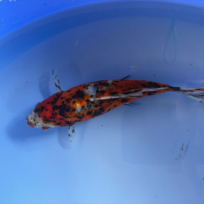 20cm-25cm Shubunkin Image